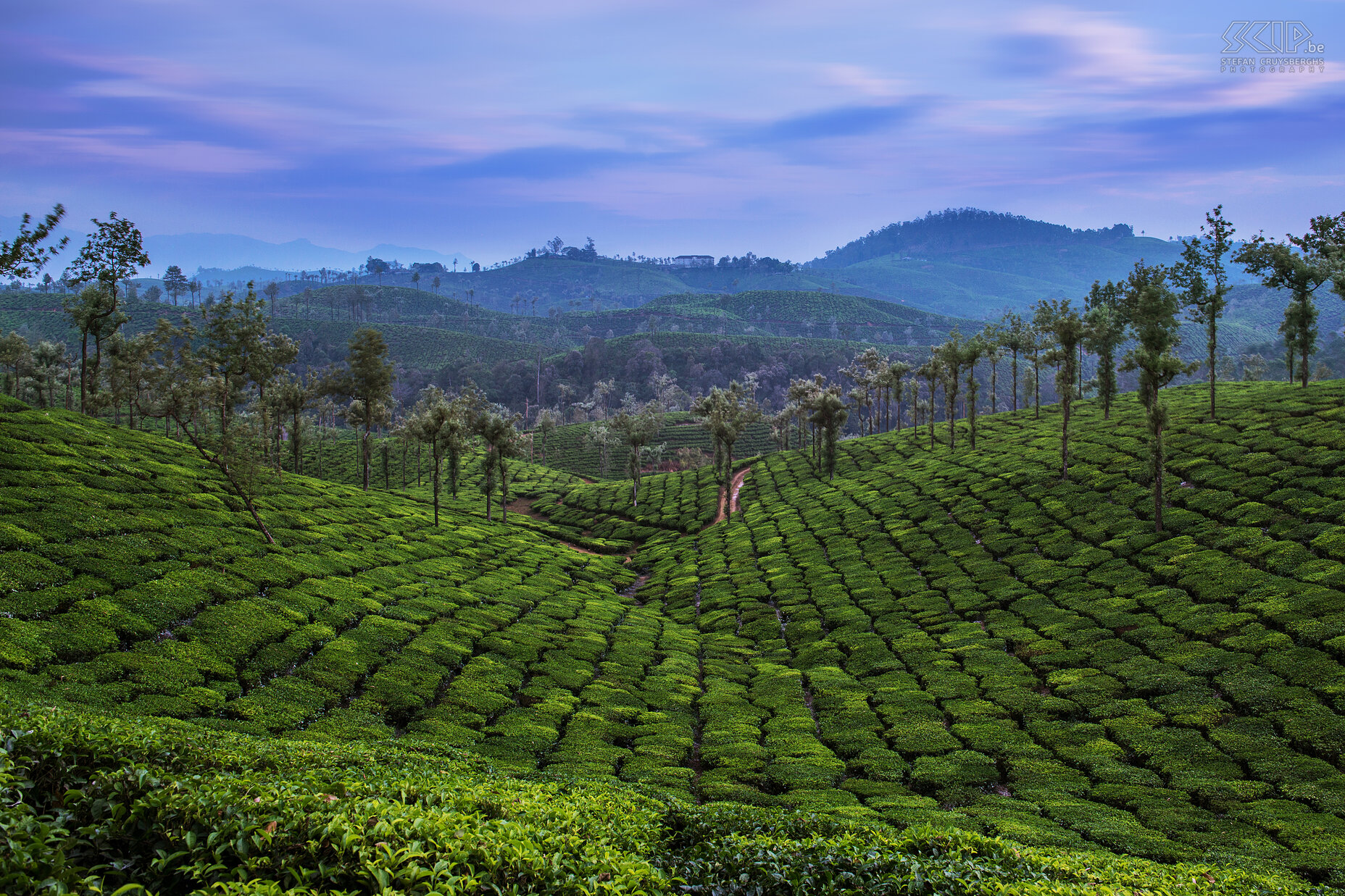 Valparai - Theevelden Valparai is zeker een van de mooiste 'hill stations' in het zuiden van India. Het is niet toeristisch en de landschappen met glooiende theevelden zijn verbluffend. In 1859 werd de eerste commerciële theeplantage gestart in het zuiden van India door de Britten. Nu is India de tweede grootste producent van thee in de wereld na China. Stefan Cruysberghs